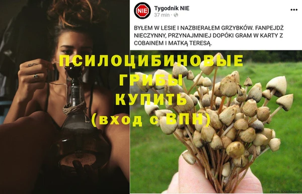 крисы Алзамай